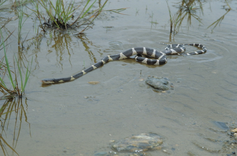 Banded Krait Bungarus Multicinctus Mtlticinctus